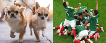Chihuahuas se congregan en la Embajada Británica para mostrar su apoyo al Tri en la previa del Mundial 2026.