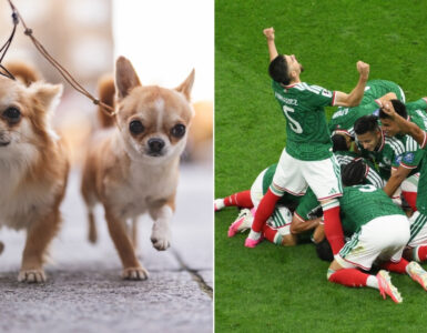 Chihuahuas se congregan en la Embajada Británica para mostrar su apoyo al Tri en la previa del Mundial 2026.
