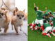 Chihuahuas se congregan en la Embajada Británica para mostrar su apoyo al Tri en la previa del Mundial 2026.