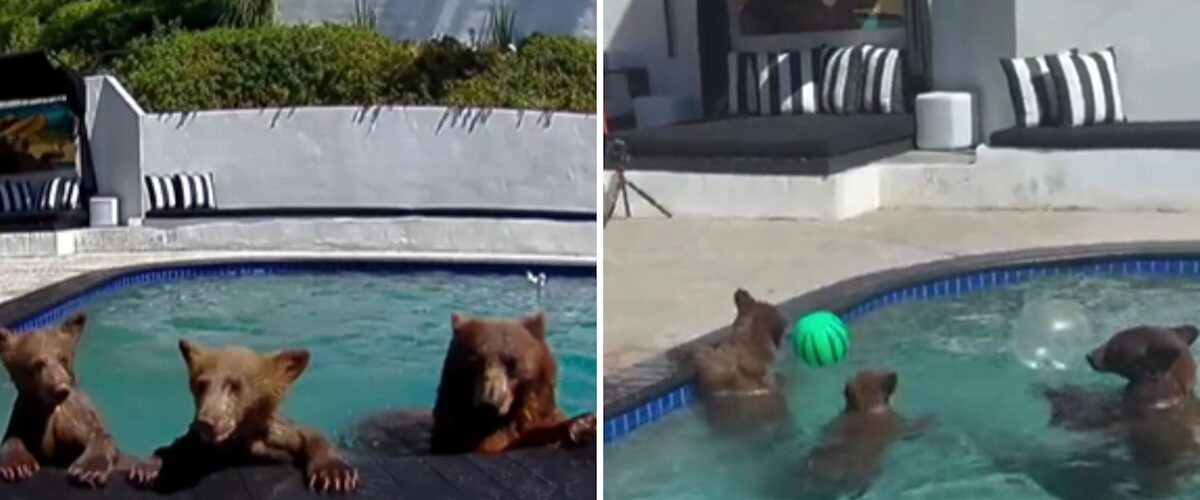 La extraña relación entre una pareja de California y una familia de osos se vuelve viral y sorprende a todos.