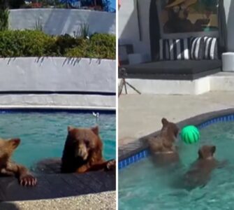 La extraña relación entre una pareja de California y una familia de osos se vuelve viral y sorprende a todos.