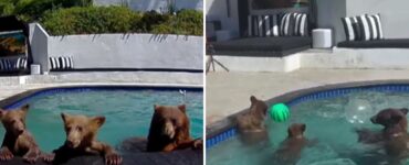 La extraña relación entre una pareja de California y una familia de osos se vuelve viral y sorprende a todos.