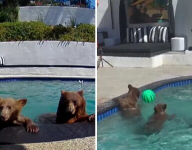La extraña relación entre una pareja de California y una familia de osos se vuelve viral y sorprende a todos.