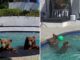 La extraña relación entre una pareja de California y una familia de osos se vuelve viral y sorprende a todos.