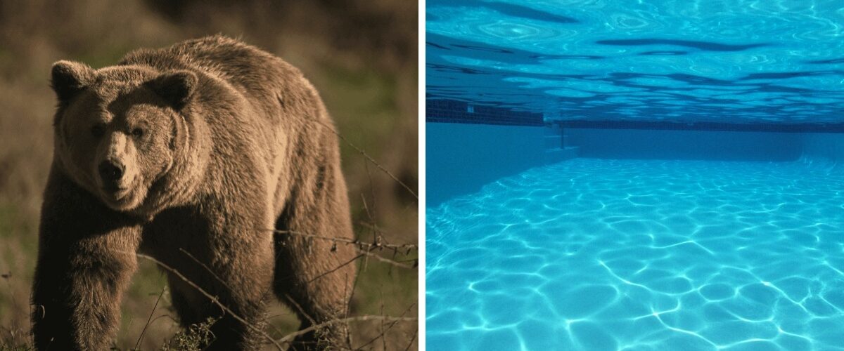 Un oso se divierte en una alberca de California, atrayendo la atención por el calor extremo en la región.