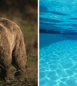 Un oso se divierte en una alberca de California, atrayendo la atención por el calor extremo en la región.