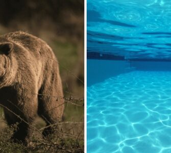 Un oso se divierte en una alberca de California, atrayendo la atención por el calor extremo en la región.