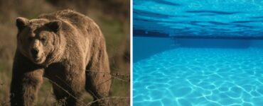 Un oso se divierte en una alberca de California, atrayendo la atención por el calor extremo en la región.