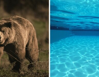 Un oso se divierte en una alberca de California, atrayendo la atención por el calor extremo en la región.