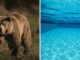 Un oso se divierte en una alberca de California, atrayendo la atención por el calor extremo en la región.