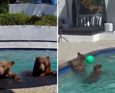 Descubre cómo una familia de osos se adueñó de la piscina de una pareja en California, creando una situación inusual.