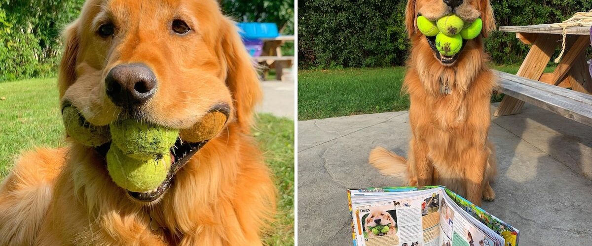 Descubre la increíble historia de Finley, el perro que puede sostener seis pelotas de tenis a la vez.