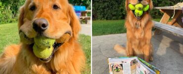 Descubre la increíble historia de Finley, el perro que puede sostener seis pelotas de tenis a la vez.
