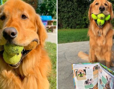 Descubre la increíble historia de Finley, el perro que puede sostener seis pelotas de tenis a la vez.