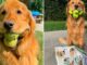 Descubre la increíble historia de Finley, el perro que puede sostener seis pelotas de tenis a la vez.