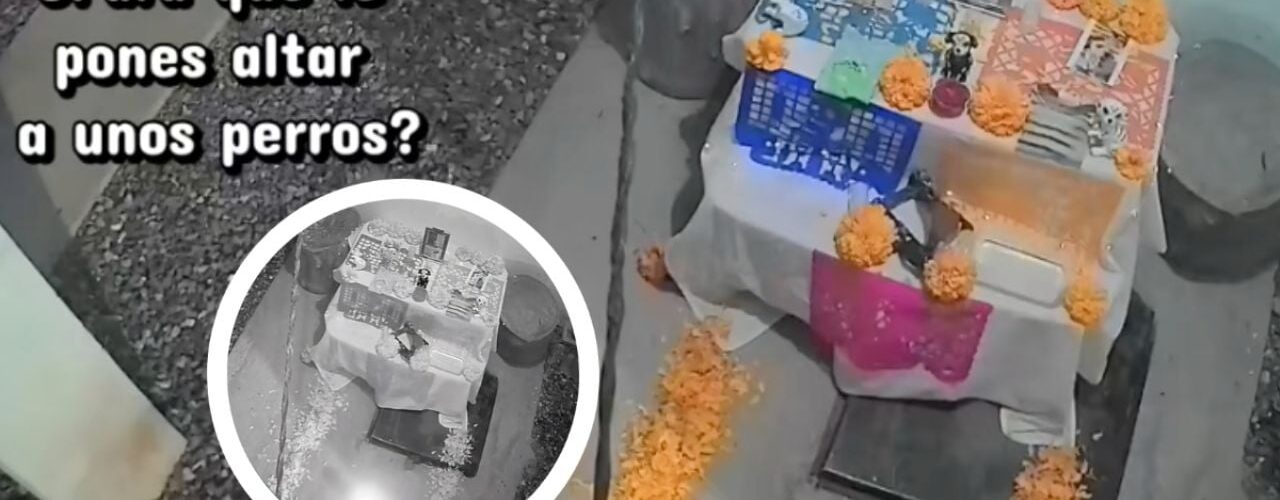 Una mujer comparte un video donde asegura que sus perros visitaron su altar en Día de Muertos, generando interés y emociones.