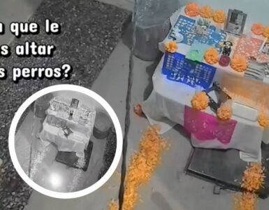 Una mujer comparte un video donde asegura que sus perros visitaron su altar en Día de Muertos, generando interés y emociones.